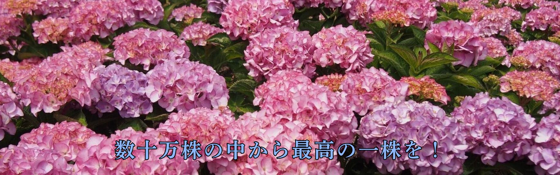 庭のあじさい苗