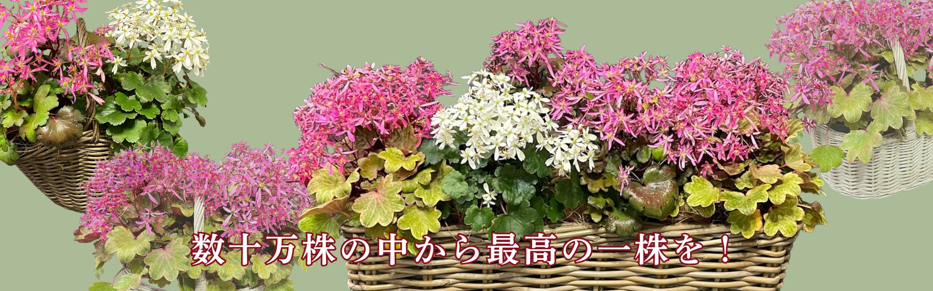 サキシフラガ・ダンシングピクシー