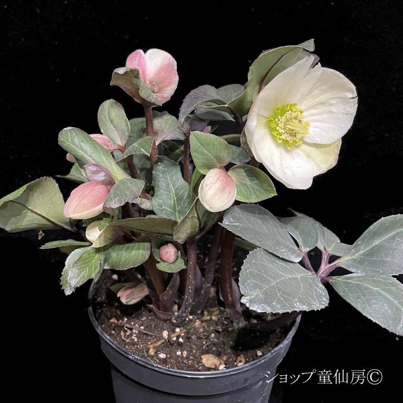 クリスマスローズ、届いた苗株の植え替え時期について