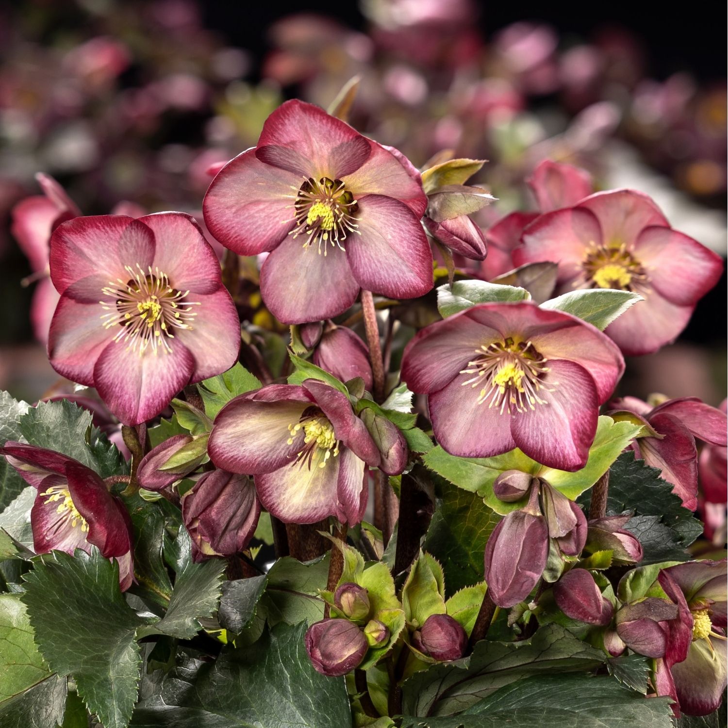 クリスマスローズIce N' roses 氷の薔薇ワイルドベリー4.5号