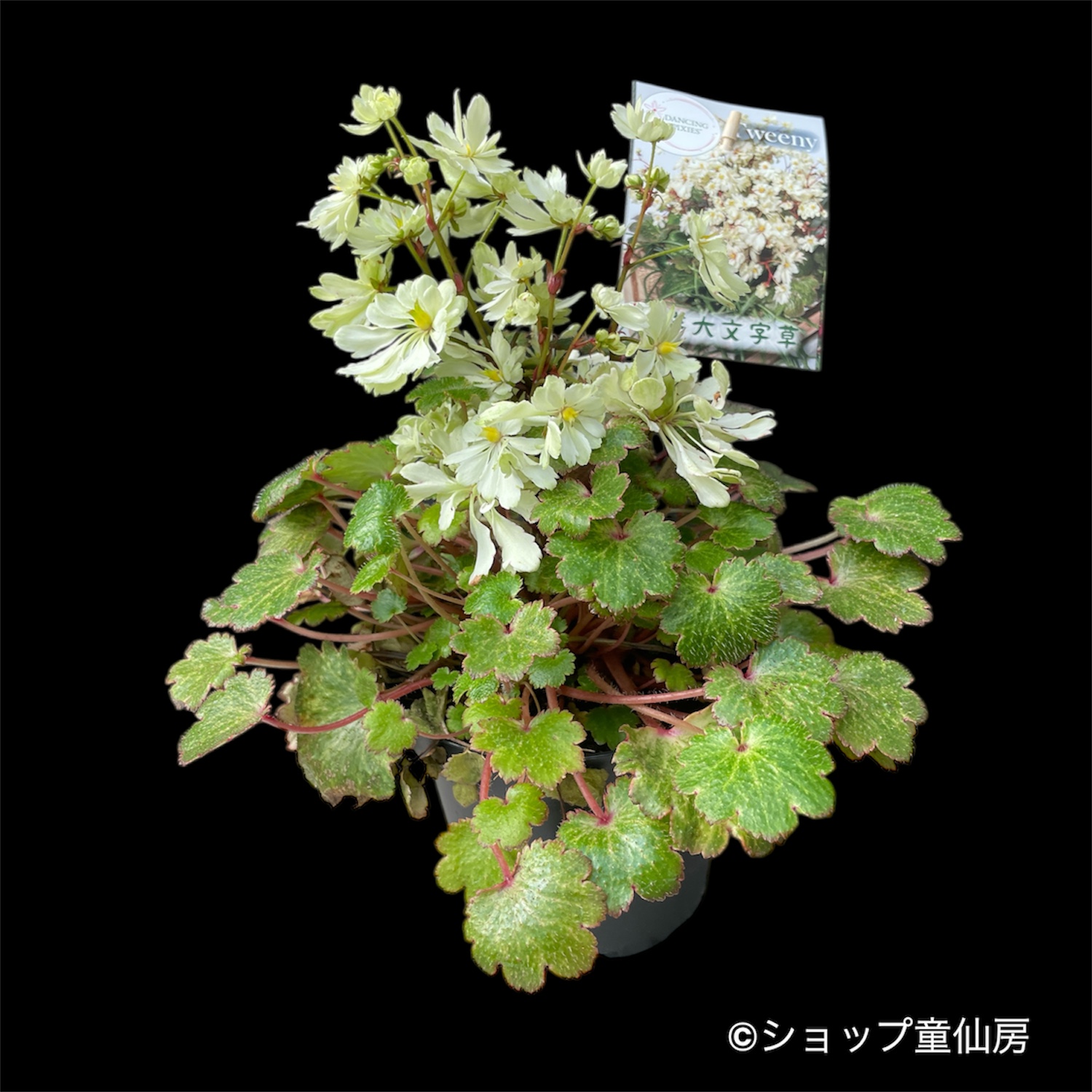 サキシフラガ・ダンシングピクシーTWEENY　ツイニー