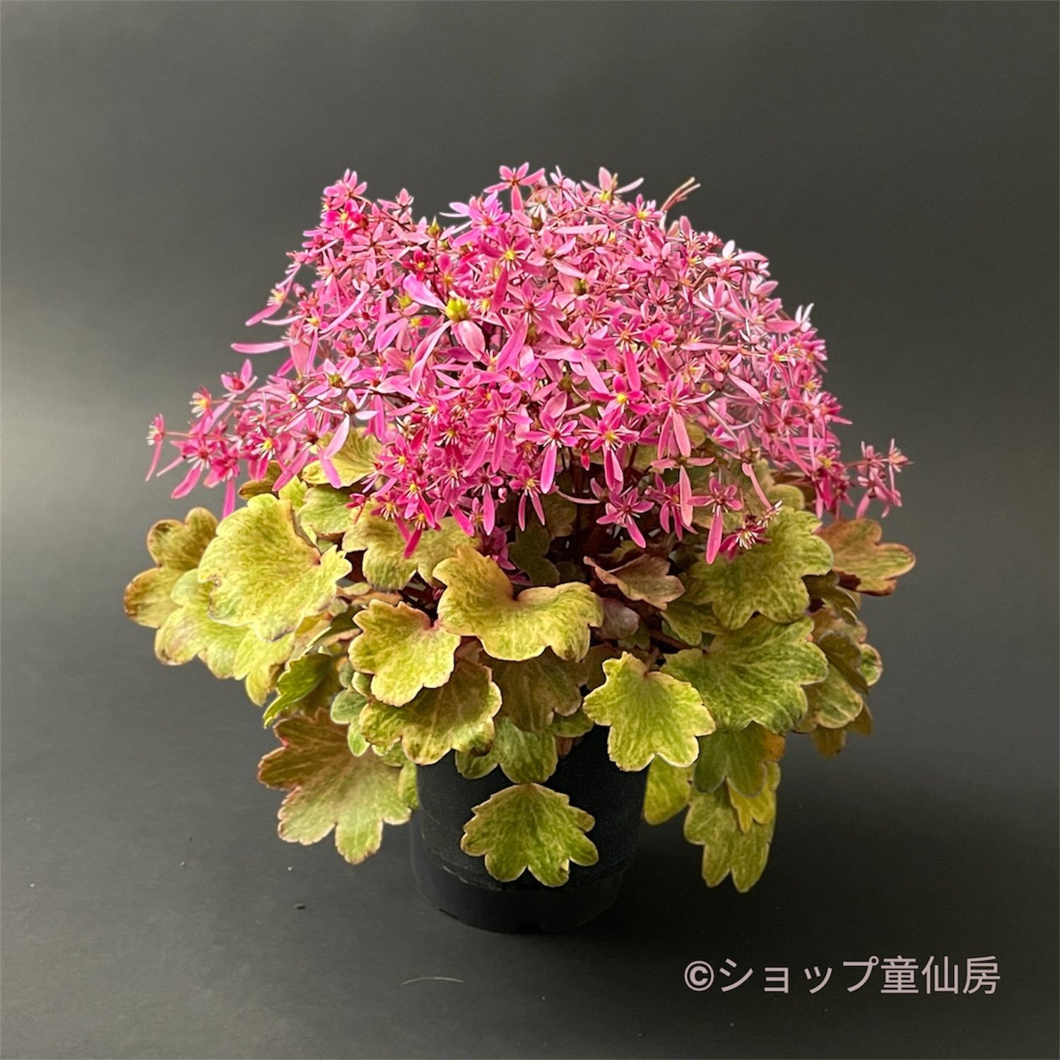 サキシフラガ・ダンシングピクシーTWINKIE　ツインキー