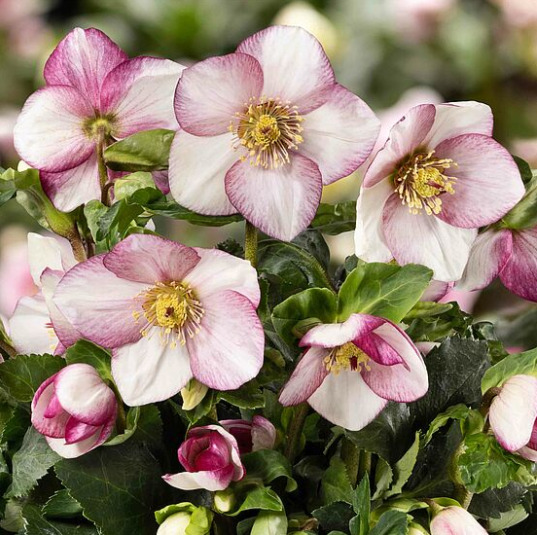 クリスマスローズ雪の妖精HGCフロストファイヤー4.5号