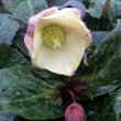 １１月一番花
