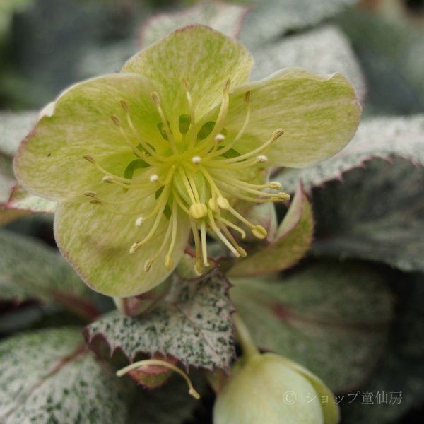 画像7: クリスマスローズ HGCスノーフィーバー鉢植え (7)