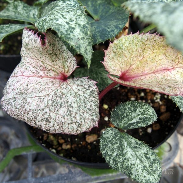 画像5: クリスマスローズ HGCスノーフィーバー鉢植え (5)