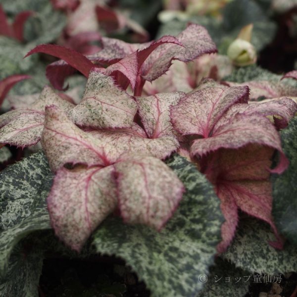 画像9: クリスマスローズ HGCスノーフィーバー鉢植え (9)