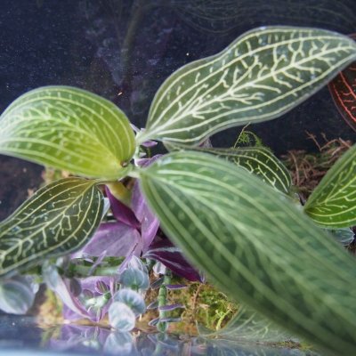 画像2: ジュエルオーキッド ルディシアディスカラーホワイト2号