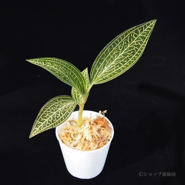 画像1: ジュエルオーキッド　 ルディシアディスカラーホワイト2号 (1)