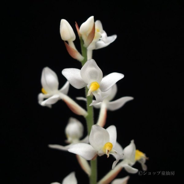 画像6: ジュエルオーキッド　 ルディシアディスカラーホワイト2号 (6)