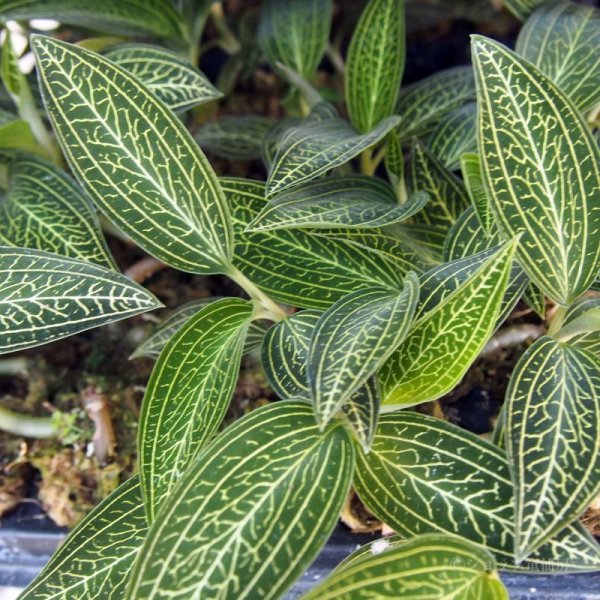 画像3: ジュエルオーキッド　 ルディシアディスカラーホワイト2号 (3)