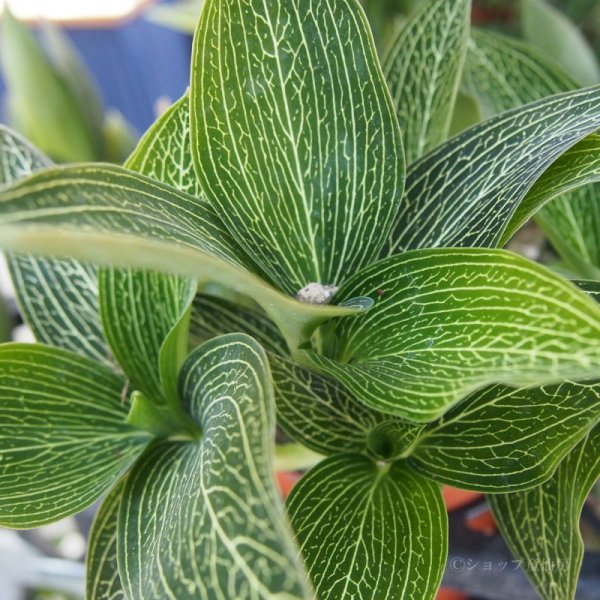 画像2: ジュエルオーキッド　 ルディシアディスカラーホワイト2号 (2)