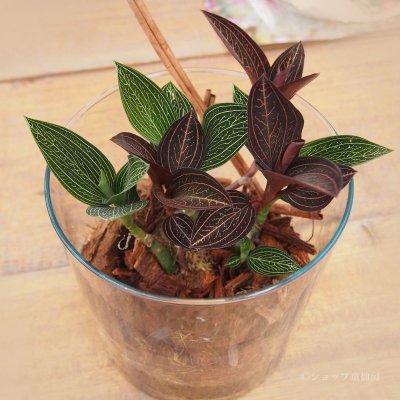 画像1: ジュエルオーキット　 マコデスペトラ ラウンドグラスミニ