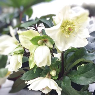 エリザベスくみこ♈️ 885 【チビチビスレンダー】クリスマスローズ エリザベスくみこ様専用♈️ 885 【チビチビスレンダー