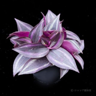 mint 　771 ⭐️超透明感⭐️【蜃気楼】クリスマスローズ mint 様 専用 771 ⭐️超透明感⭐️【蜃気楼】クリスマスローズ 苗