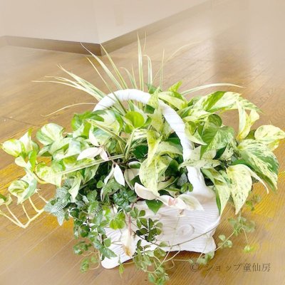 画像1: 綱木紋・鉢・花器三段手付・ホワイトグレー混合色