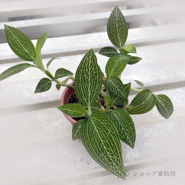 画像8: ジュエルオーキッド　 ルディシアディスカラーホワイト2号 (8)