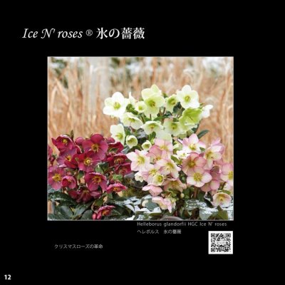 画像1: 【開花終了株】クリスマスローズ Ice N' roses 氷の薔薇ピコティー4.5号