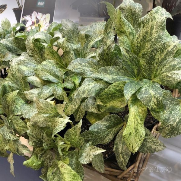 画像11: クリスマスローズ HGCスノーフィーバー鉢植え (11)