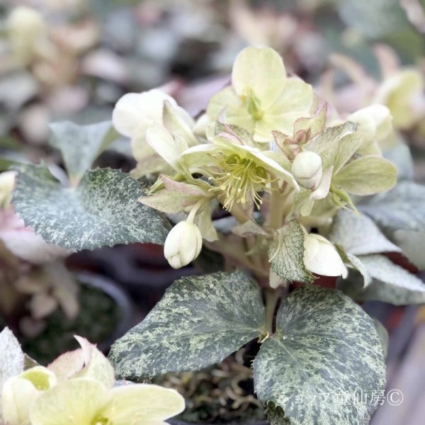 画像12: クリスマスローズ HGCスノーフィーバー鉢植え (12)