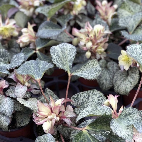 画像13: クリスマスローズ HGCスノーフィーバー鉢植え (13)