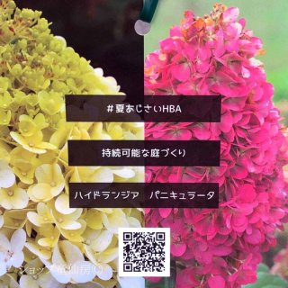 アジサイ　5寸6種6鉢　紫陽花　パニキュラータ 童仙房ナーセリー＆ガーデンのハイドランジア,パニキュラータ,庭