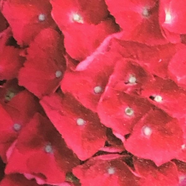 画像1: 庭のあじさい苗 【HBAスピーディーレッド】5号 (1)