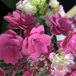 画像9: 庭のあじさい苗 【HBAフェザーピンク】3.5号 (9)