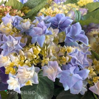 SPINGEAR - Hydrangea CATTLEYA