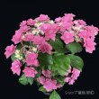 画像7: 庭のあじさい苗 【HBAフェザーピンク】3.5号 (7)