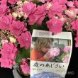 画像2: 庭のあじさい苗 【HBAフェザーピンク】3.5号 (2)