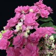画像8: 庭のあじさい苗 【HBAフェザーピンク】3.5号 (8)