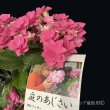 画像10: 庭のあじさい苗 【HBAフェザーピンク】3.5号 (10)