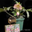 画像5: 【開花終了株】クリスマスローズ Ice N' roses 氷の薔薇フロステッドローズ4.5号 (5)
