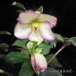 画像13: 【開花終了株】クリスマスローズ Ice N' roses 氷の薔薇フロステッドローズ4.5号 (13)