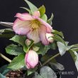 画像14: 【開花終了株】クリスマスローズ Ice N' roses 氷の薔薇フロステッドローズ4.5号 (14)
