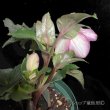 画像11: 【開花終了株】クリスマスローズ Ice N' roses 氷の薔薇フロステッドローズ4.5号 (11)