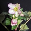 画像9: 【開花終了株】クリスマスローズ Ice N' roses 氷の薔薇フロステッドローズ4.5号 (9)
