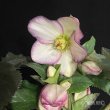 画像6: 【開花終了株】クリスマスローズ Ice N' roses 氷の薔薇フロステッドローズ4.5号 (6)