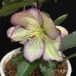 画像15: 【開花終了株】クリスマスローズ Ice N' roses 氷の薔薇フロステッドローズ4.5号 (15)