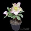 画像12: 【開花終了株】クリスマスローズ Ice N' roses 氷の薔薇フロステッドローズ4.5号 (12)