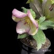 画像17: 【開花終了株】クリスマスローズ Ice N' roses 氷の薔薇フロステッドローズ4.5号 (17)