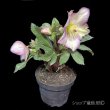 画像10: 【開花終了株】クリスマスローズ Ice N' roses 氷の薔薇フロステッドローズ4.5号 (10)