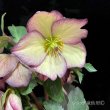 画像19: 【開花終了株】クリスマスローズ Ice N' roses 氷の薔薇フロステッドローズ4.5号 (19)