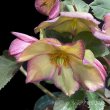 画像18: 【開花終了株】クリスマスローズ Ice N' roses 氷の薔薇フロステッドローズ4.5号 (18)