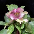 画像27: クリスマスローズ Ice N' roses 氷の薔薇ロサド4.5号 (27)