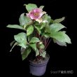 画像5: クリスマスローズ Ice N' roses 氷の薔薇ロサド4.5号 (5)
