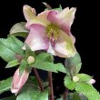 画像26: クリスマスローズ Ice N' roses 氷の薔薇ロサド4.5号 (26)