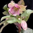 画像8: クリスマスローズ Ice N' roses 氷の薔薇ロサド4.5号 (8)