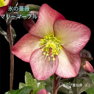 エリザベスくみこ♈️ 885 【チビチビスレンダー】クリスマスローズ クリスマスローズ専門店ショップ童仙房 ゴールドコレクション